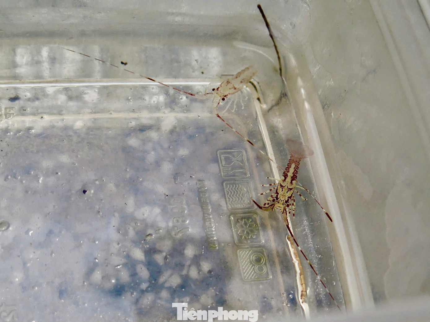 Có 2 loại tôm là tôm hùm xanh và tôm hùm sao (hay còn gọi là tôm bông), thương lái mua với giá từ 30.000 - 40.000 đồng/con, tùy vào độ to nhỏ sẽ có chênh lệch về giá nhưng không đáng kể. Ảnh: Ngọc Thắm.