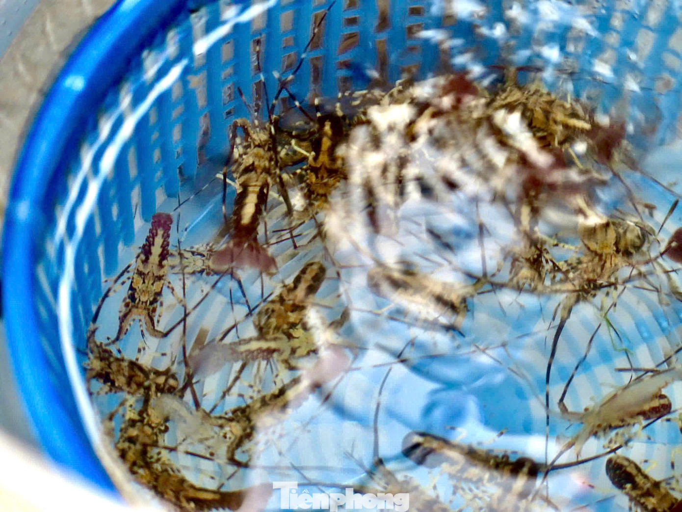 Có 2 loại tôm là tôm hùm xanh và tôm hùm sao (hay còn gọi là tôm bông), thương lái mua với giá từ 30.000 - 40.000 đồng/con, tùy vào độ to nhỏ sẽ có chênh lệch về giá nhưng không đáng kể. Ảnh: Ngọc Thắm.