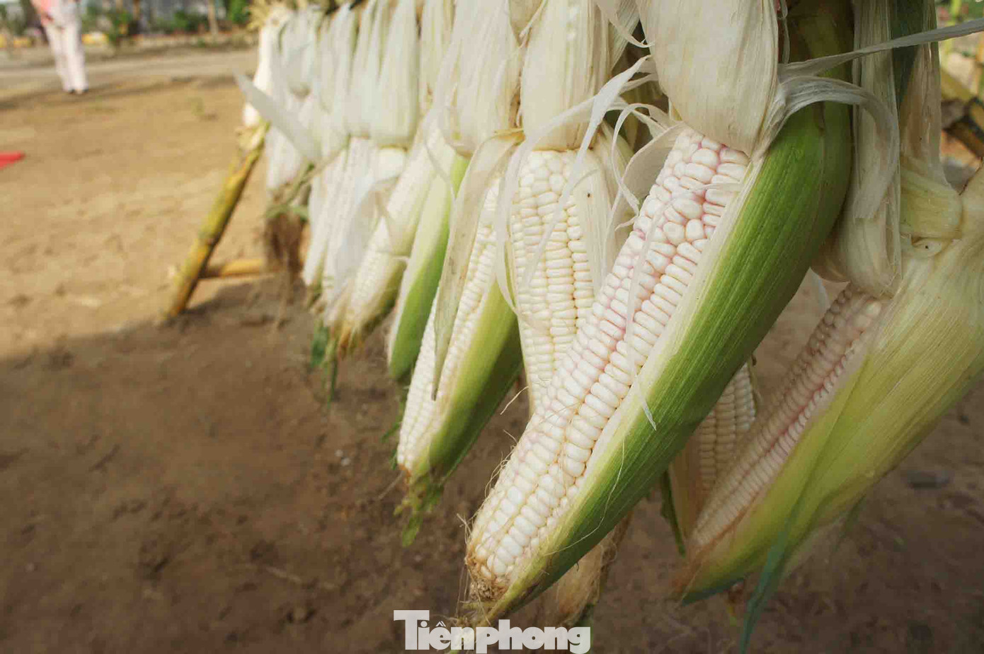 Vùng đất Cẩm Nam mang nặng phù sa của những nhánh hạ lưu sông Thu Bồn, sản sinh nuôi dưỡng những cánh đồng bắp nếp xanh mượt, trái hạt đầy đặn, mềm dẻo không phải nơi nào cũng có được.