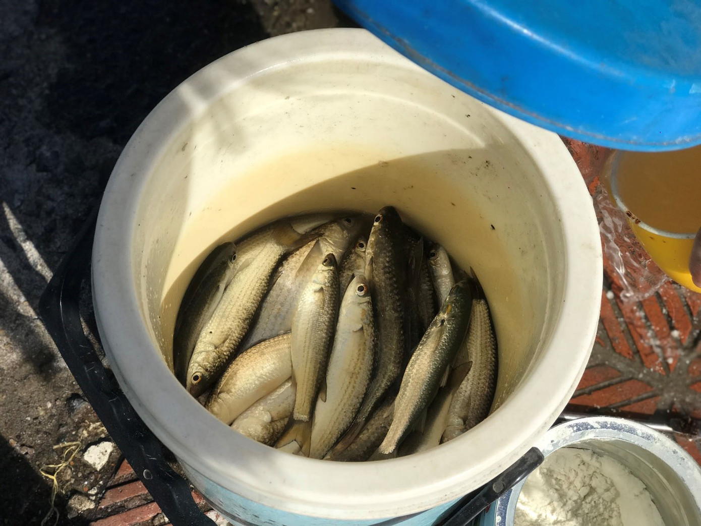 Những con cá đối tươi ngon là thành quả thu về từ một buổi câu. Cá được mang về chế biến thành những món ăn hấp dẫn như chiên xù chấm mắm gừng, kho dưa cải... Ảnh: Phượng Nhung