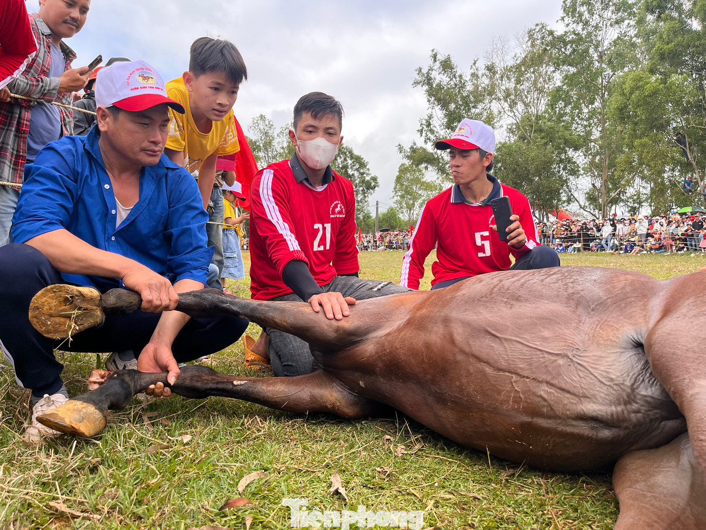 Do cuộc đua căng thẳng, chú ngựa số 21 này đã ngã nằm xoài giữa đường đua do bị căng cơ. Chủ ngựa phải nắn cơ hồi sức.