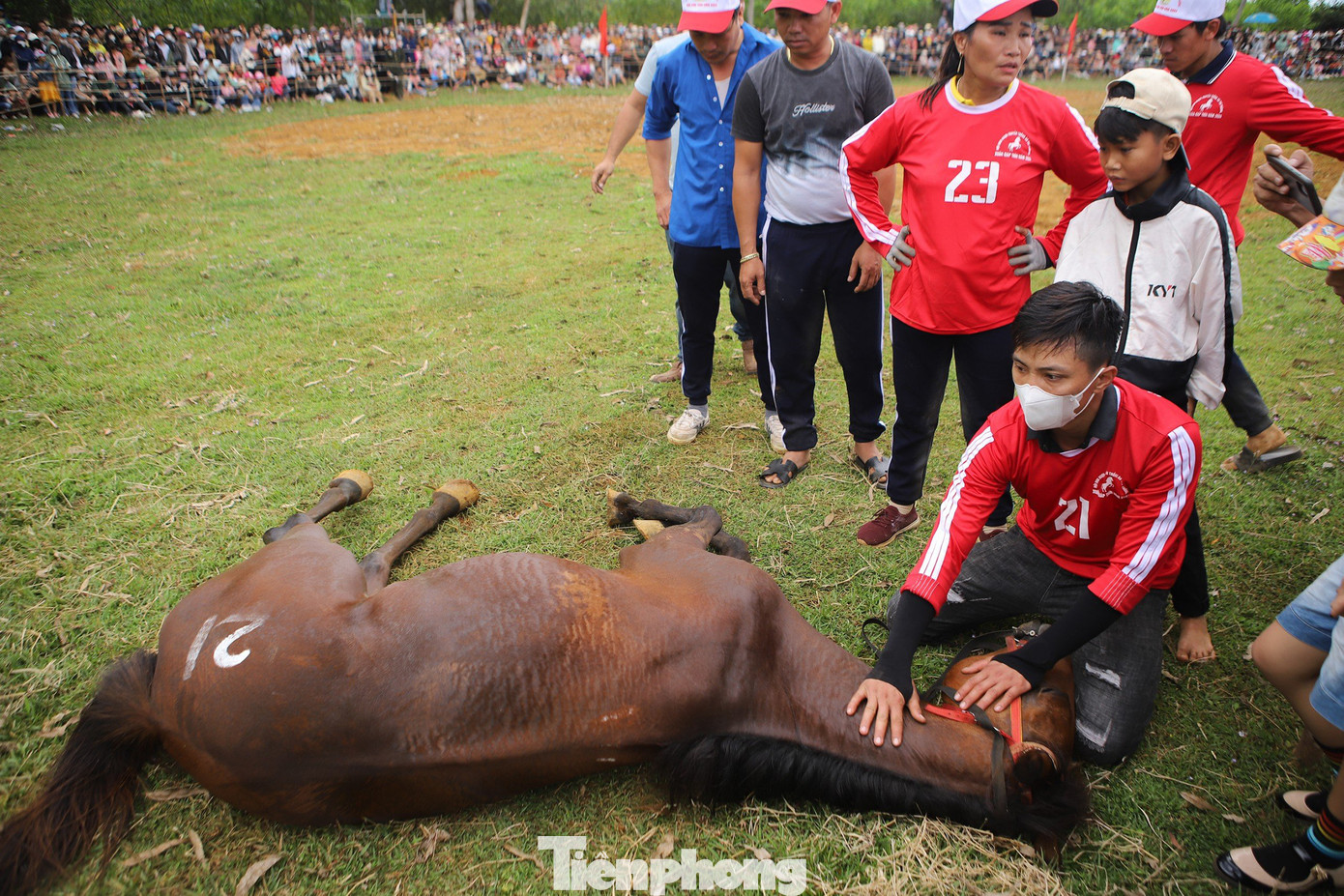 Do cuộc đua căng thẳng, chú ngựa số 21 này đã ngã nằm xoài giữa đường đua do bị căng cơ. Chủ ngựa phải nắn cơ hồi sức.