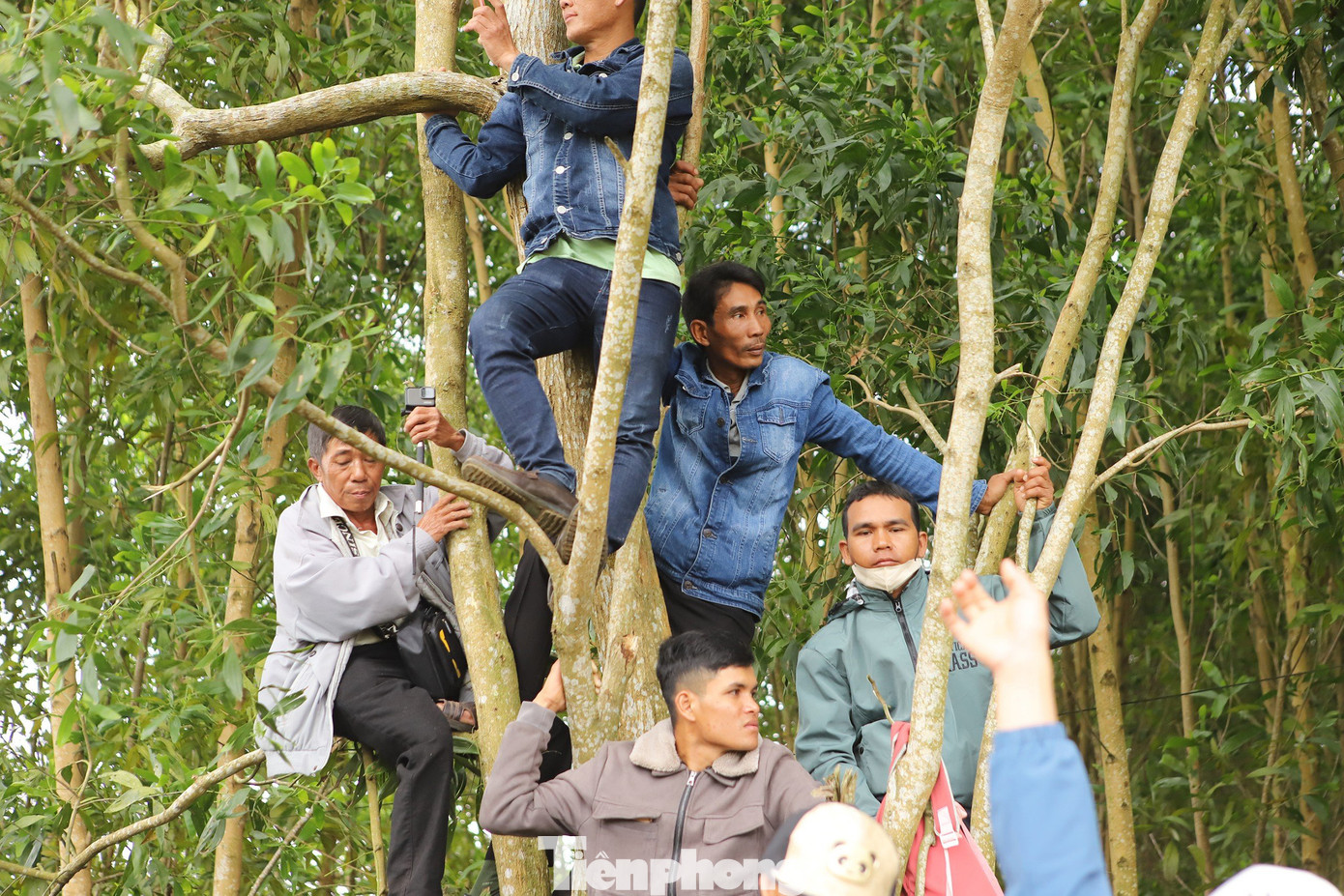 Nhiều đàn ông, thanh niên trèo lên cây để có được vị trí quan sát tốt