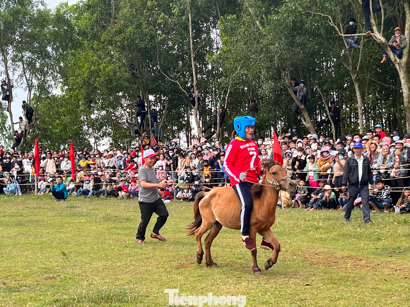 Đây là những chú ngựa hàng ngày làm công việc thồ hàng nông sản của bà con nông dân, nên vóc dáng khá nhỏ. Có những chú ngựa còn…nhỏ con hơn cả nữ kỵ sĩ.