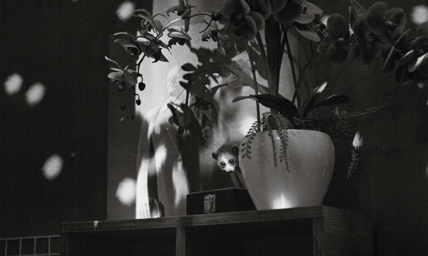 Con cu li lầm lì với đôi mắt to tròn chứa đựng những điều bí ẩn không lời. Nguồn: Square Eyes Film. Con cu li lầm lì với đôi mắt to tròn chứa đựng những điều bí ẩn không lời. Nguồn: Square Eyes Film.