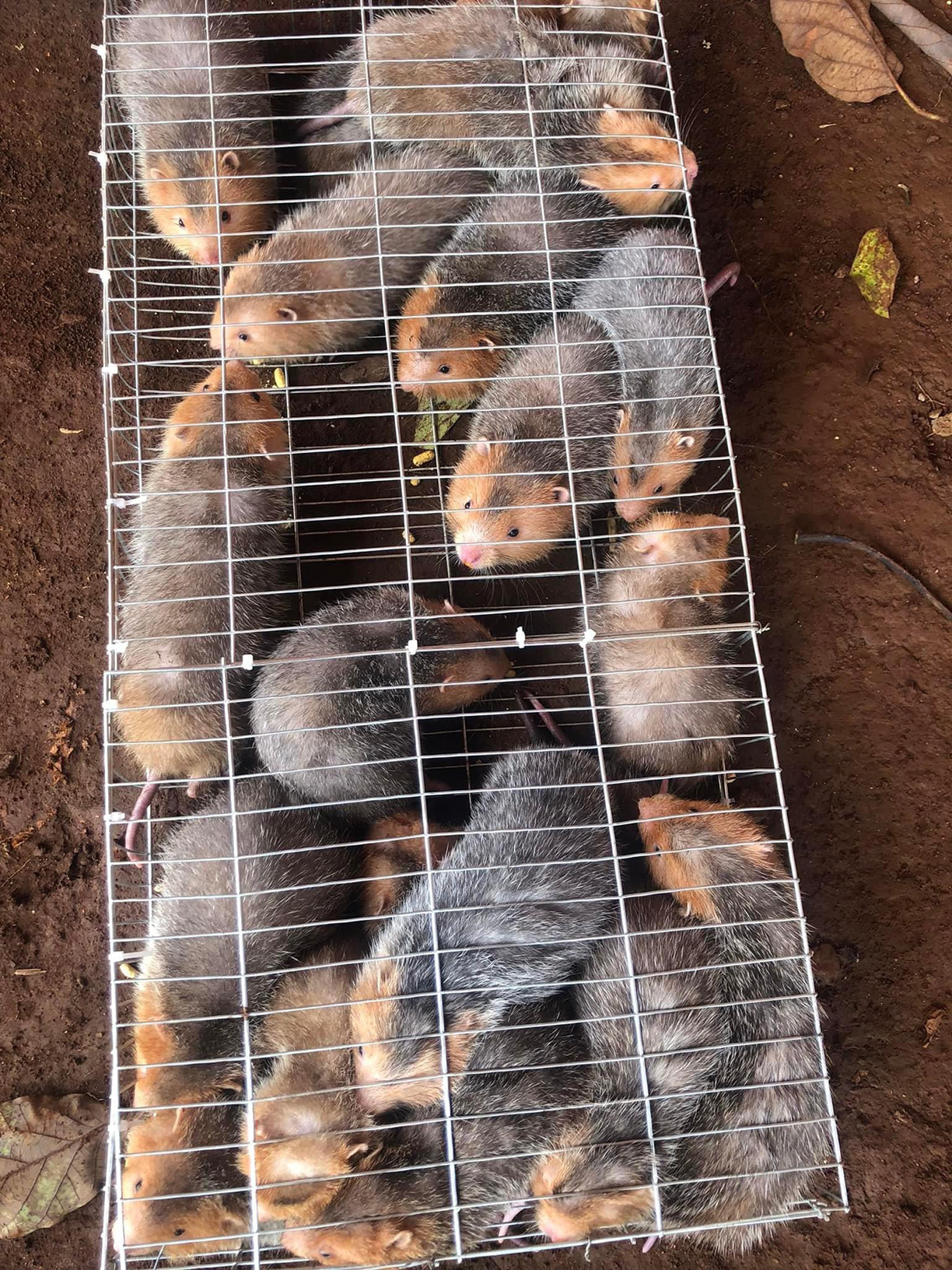 Dúi má đào (hay dúi má vàng) là loại dúi có cơ thể to, đuôi ngắn. Loài này có hai má và tai màu vàng đất nên dễ phân biệt với các loài dúi khác. Mặc dù nặng hơn dúi mốc nhưng chúng có ít mỡ nên nhìn thon gọn hơn so với số cân thực của nó. Dúi má đào sống chủ yếu ở khu vực Đông Nam Á. (Ảnh: Nguyễn Nhung)