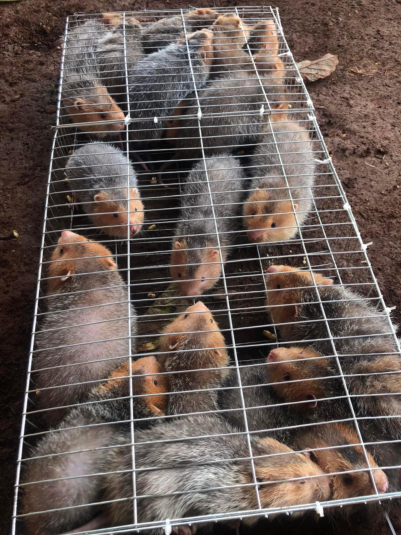 Dúi má đào (hay dúi má vàng) là loại dúi có cơ thể to, đuôi ngắn. Loài này có hai má và tai màu vàng đất nên dễ phân biệt với các loài dúi khác. Mặc dù nặng hơn dúi mốc nhưng chúng có ít mỡ nên nhìn thon gọn hơn so với số cân thực của nó. Dúi má đào sống chủ yếu ở khu vực Đông Nam Á. (Ảnh: Nguyễn Nhung)