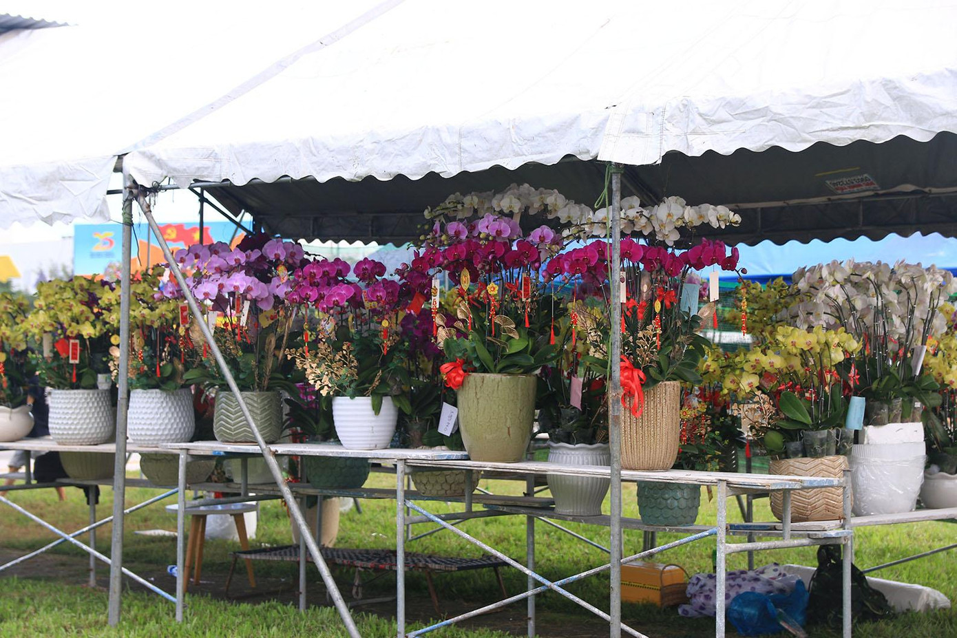 Chỉ còn 10 ngày nữa là đến Tết Nguyên đán, ngoài chợ hoa chính, thì tại Đà Nẵng cũng xuất hiện nhiều điểm tập trung bán cây cảnh, hoa Tết khá rộng như chợ hoa Nguyễn Đình Tựu (quận Thanh Khê), đường Ngô Quyền (quận Sơn Trà), … với đa dạng chủng loại, mức giá. Chỉ còn 10 ngày nữa là đến Tết Nguyên đán, ngoài chợ hoa chính, thì tại Đà Nẵng cũng xuất hiện nhiều điểm tập trung bán cây cảnh, hoa Tết khá rộng như chợ hoa Nguyễn Đình Tựu (quận Thanh Khê), đường Ngô Quyền (quận Sơn Trà), … với đa dạng chủng loại, mức giá.