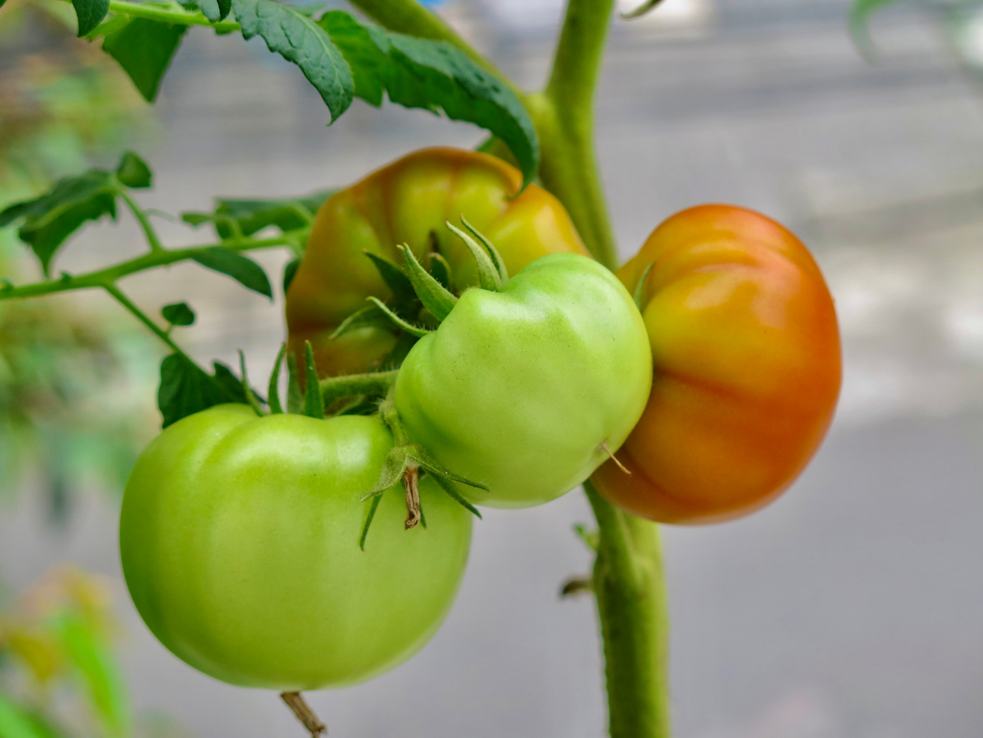 Ở vườn chị Luy có đủ loại cà chua, từ cà chua cherry tròn đỏ, táo cam, nho xanh, chuỗi ngọc, cọp vằn, bạch tuộc 200... Ảnh: Ngọc Thắm.