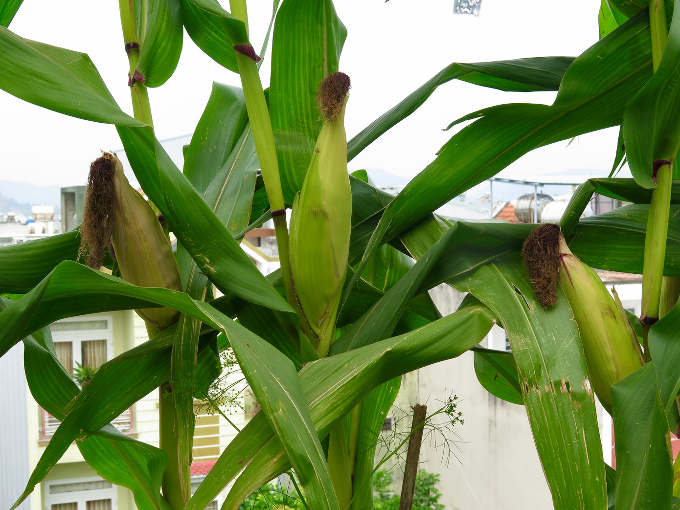 Chị còn trồng bắp tím để nấu sữa tại nhà cho con. Ảnh: Ngọc Thắm.