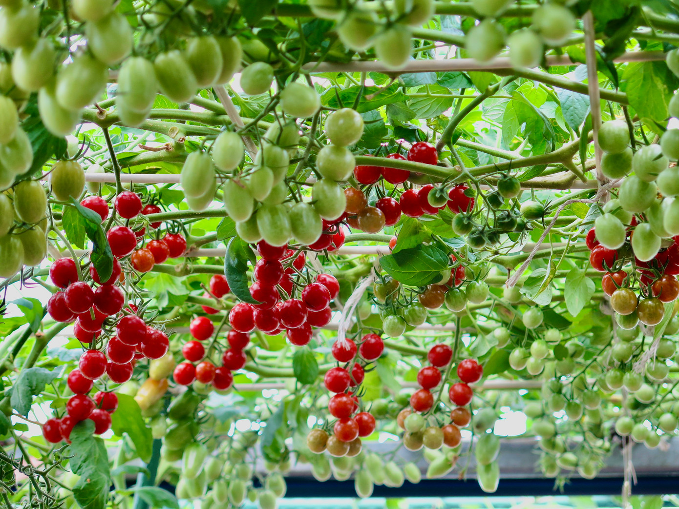 Ở vườn chị Luy có đủ loại cà chua, từ cà chua cherry tròn đỏ, táo cam, nho xanh, chuỗi ngọc, cọp vằn, bạch tuộc 200... Ảnh: Ngọc Thắm.