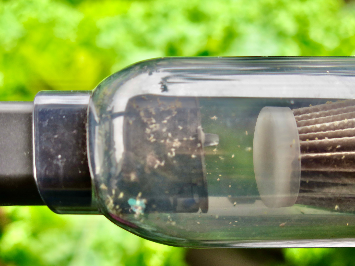 Đối với bọ phấn trên cây rau chị dùng máy hút bụi mini cầm tay để xử lý, bí kíp không phải ai cũng biết. Ảnh: Ngọc Thắm.