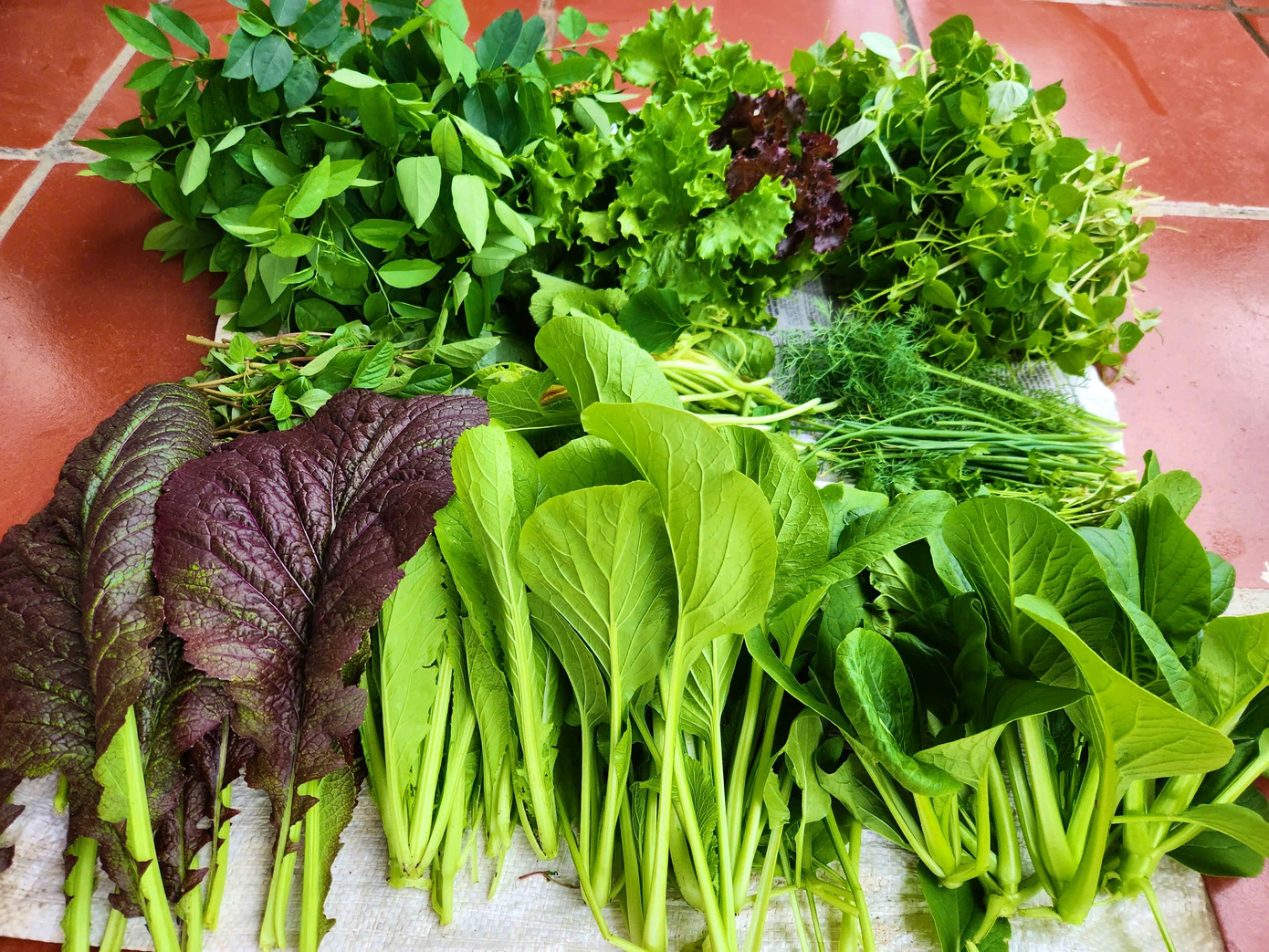 Rau củ xanh mướt quanh năm nên chị không cần phải đi chợ mua thực phẩm xanh nữa. Ảnh: NVCC.