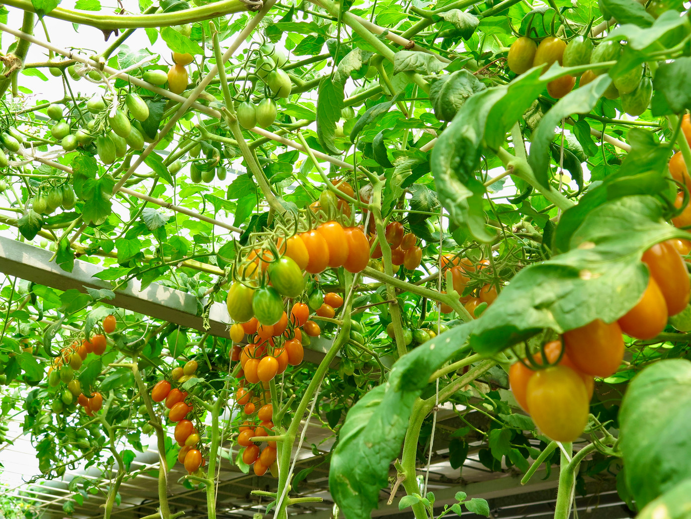 Ở vườn chị Luy có đủ loại cà chua, từ cà chua cherry tròn đỏ, táo cam, nho xanh, chuỗi ngọc, cọp vằn, bạch tuộc 200... Ảnh: Ngọc Thắm.