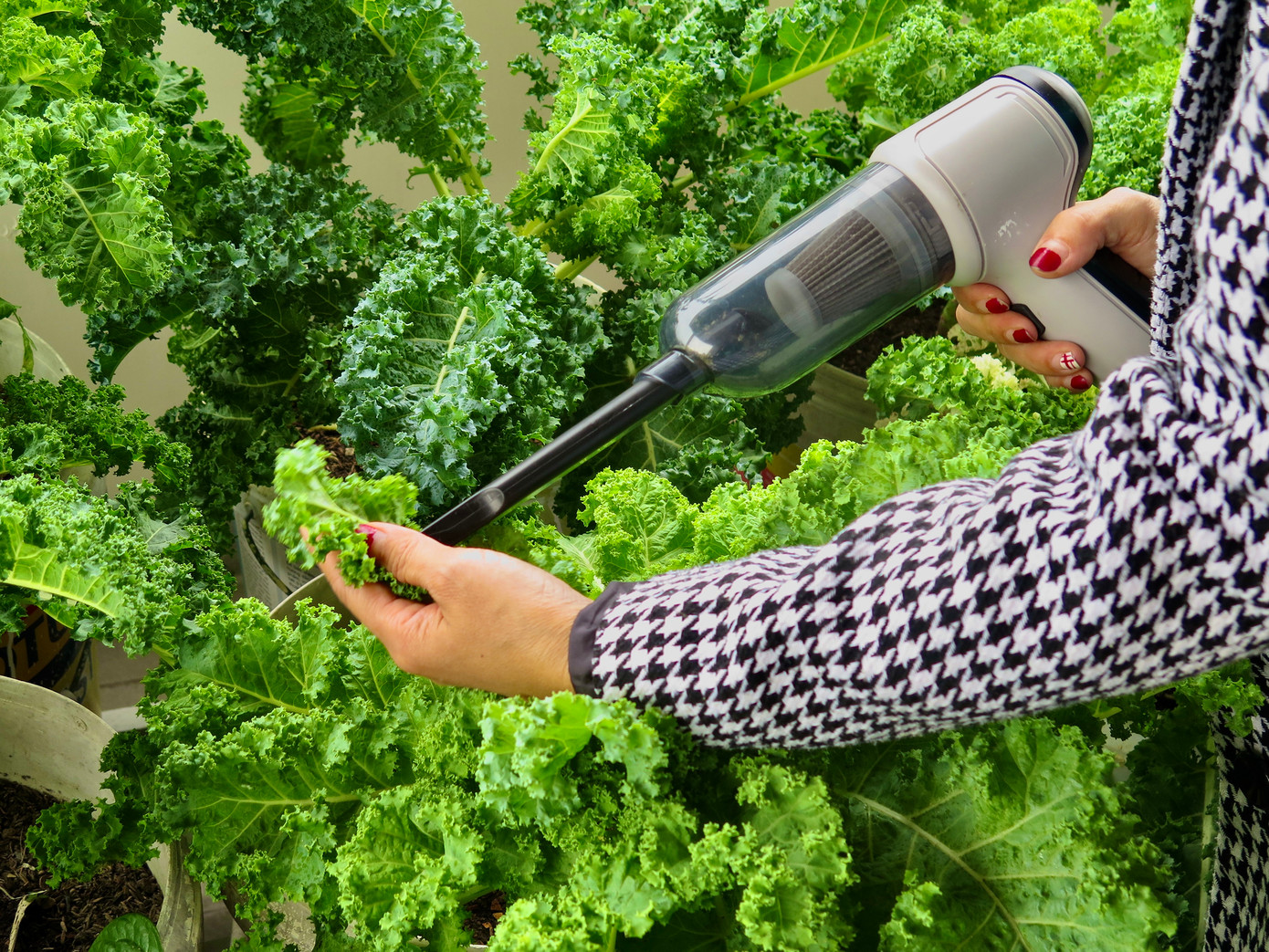 Đối với bọ phấn trên cây rau chị dùng máy hút bụi mini cầm tay để xử lý, bí kíp không phải ai cũng biết. Ảnh: Ngọc Thắm.