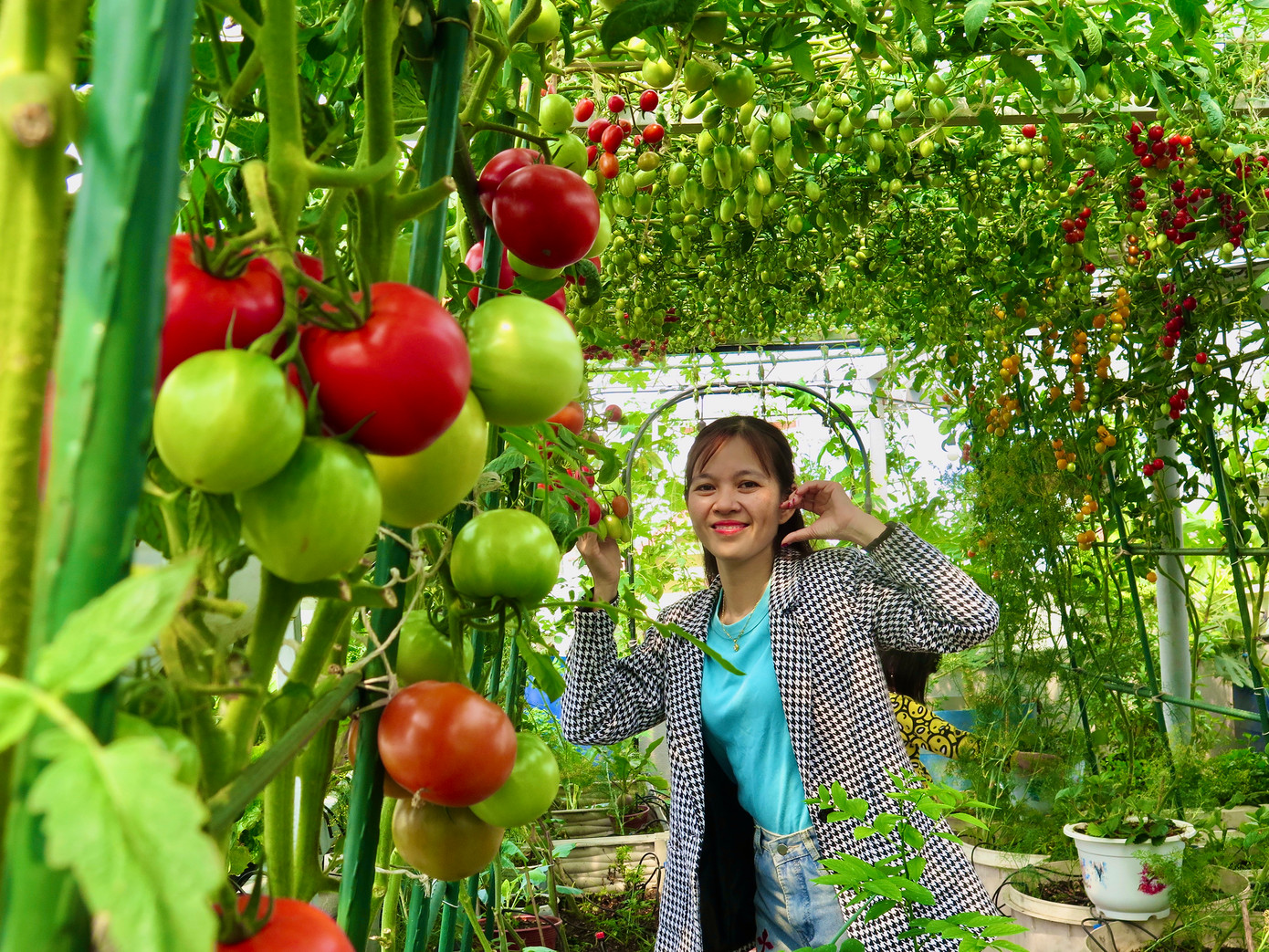 Chị Lê Thị Thu Luy (39 tuổi) vóc dáng nhỏ nhắn, chỉ nặng 40kg, nhưng đã kiến tạo nên một khu vườn xanh mát, đầy quả mọng. Ảnh: Ngọc Thắm.