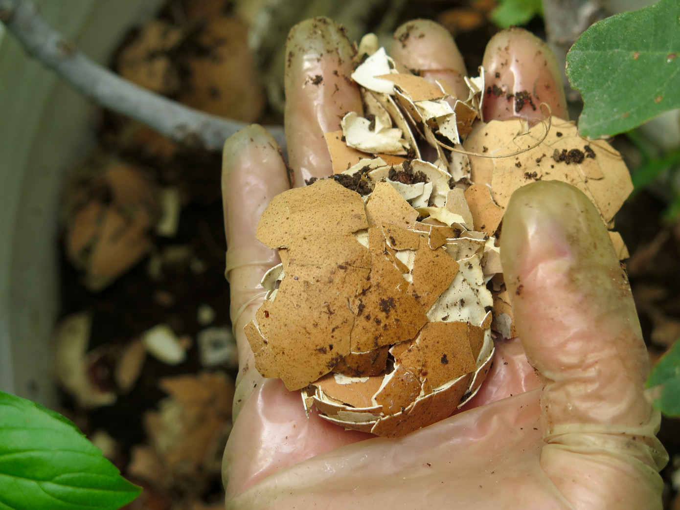 Chị dùng bã mía, vỏ trứng, vỏ chuối, đỗ tương... để làm phân bón hữu cơ cho cây. Ảnh: Ngọc Thắm và NVCC.