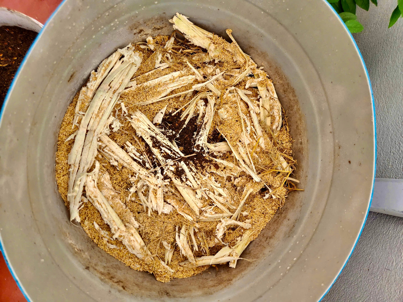 Chị dùng bã mía, vỏ trứng, vỏ chuối, đỗ tương... để làm phân bón hữu cơ cho cây. Ảnh: Ngọc Thắm và NVCC.