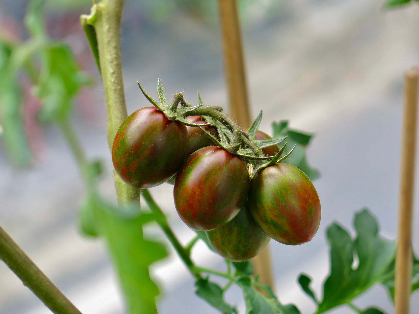 Ở vườn chị Luy có đủ loại cà chua, từ cà chua cherry tròn đỏ, táo cam, nho xanh, chuỗi ngọc, cọp vằn, bạch tuộc 200... Ảnh: Ngọc Thắm.