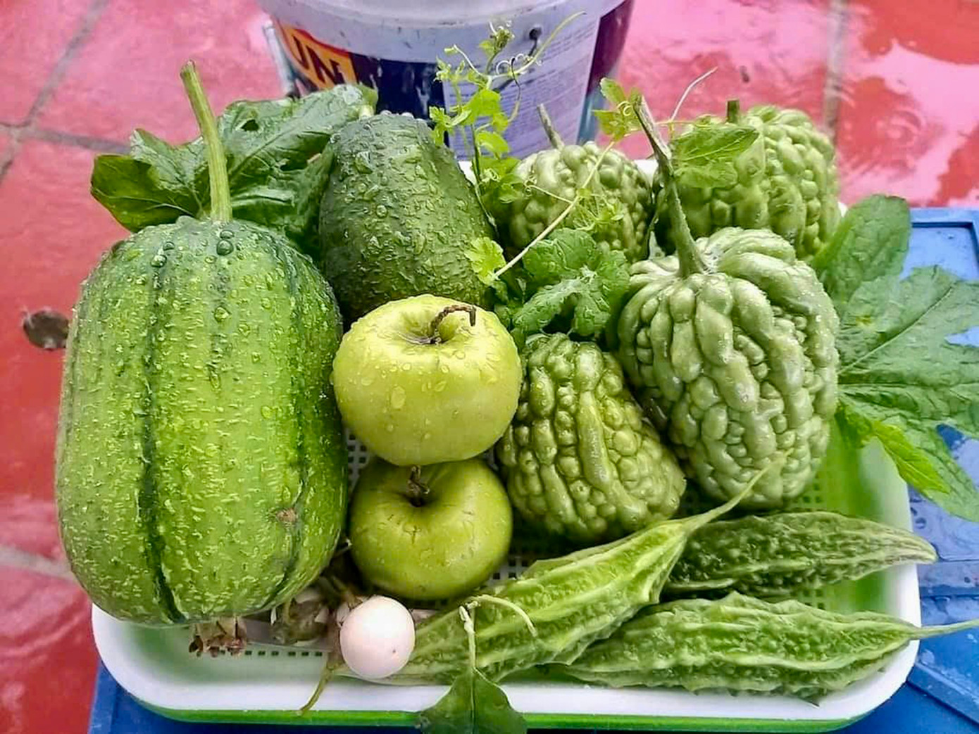 Rau củ xanh mướt quanh năm nên chị không cần phải đi chợ mua thực phẩm xanh nữa. Ảnh: NVCC.