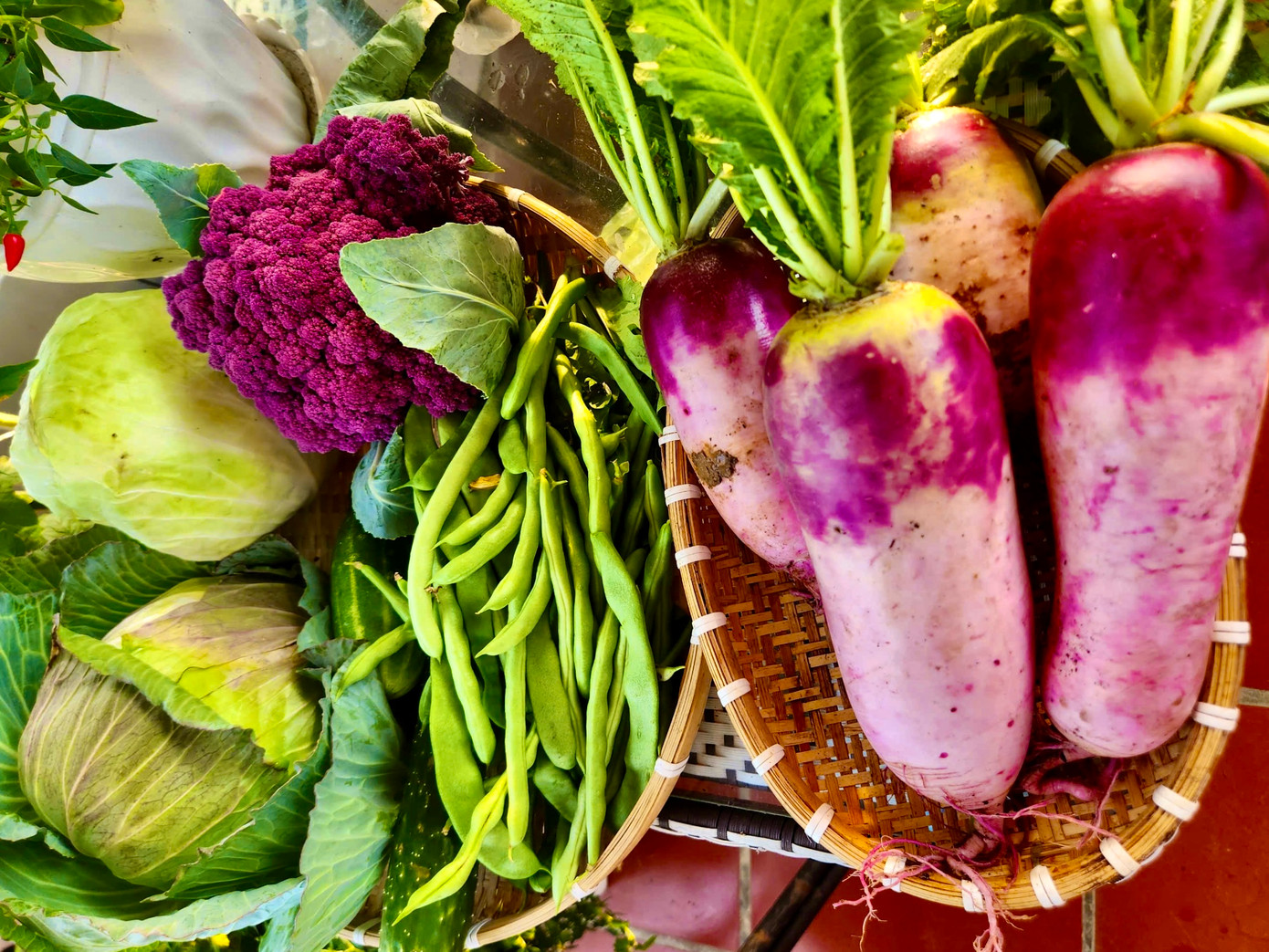 Rau củ xanh mướt quanh năm nên chị không cần phải đi chợ mua thực phẩm xanh nữa. Ảnh: NVCC.