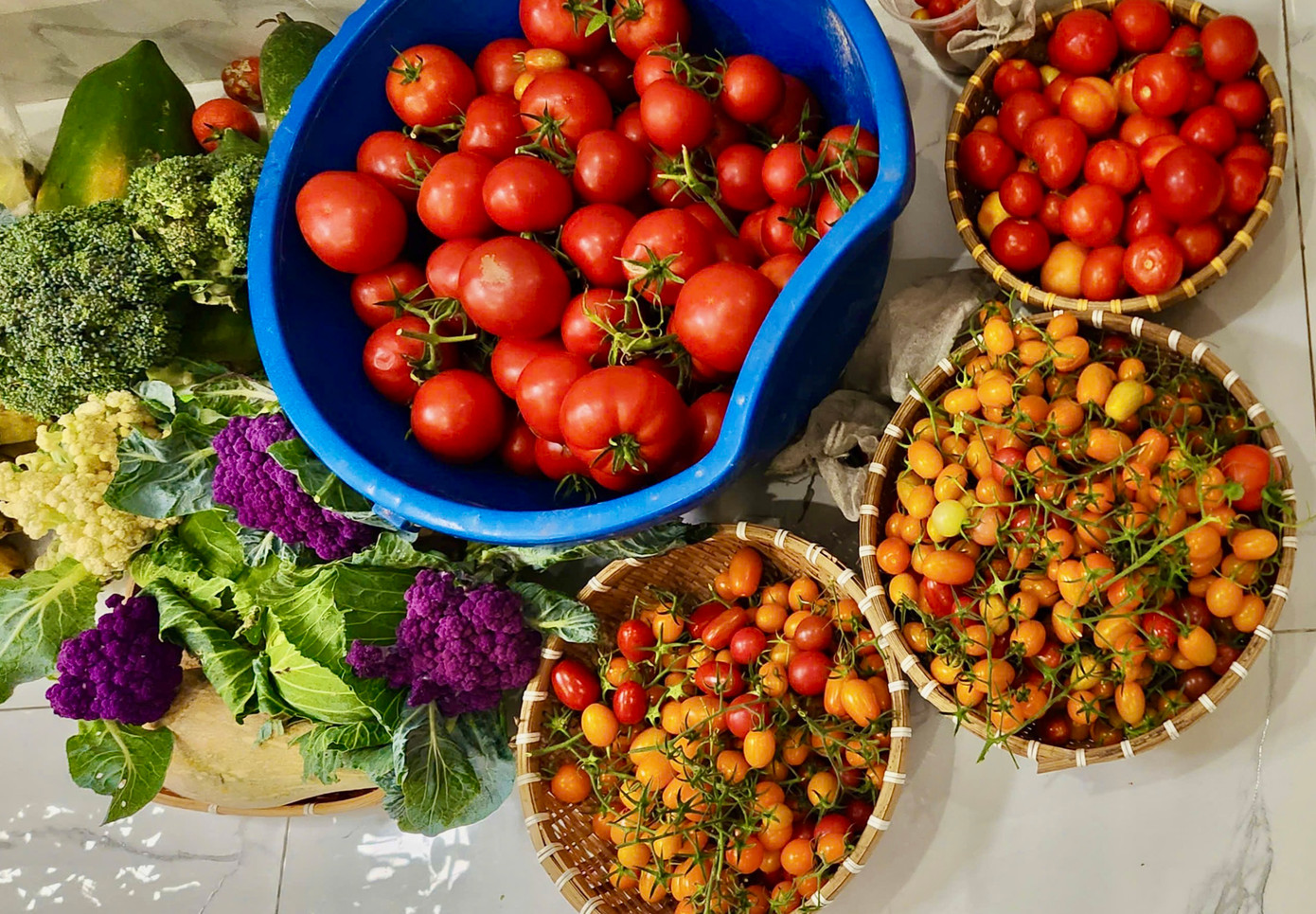 Những ngày thu hoạch nhiều, chị sẽ mang biếu hàng xóm, bạn bè, đồng nghiệp. Ảnh: NVCC.