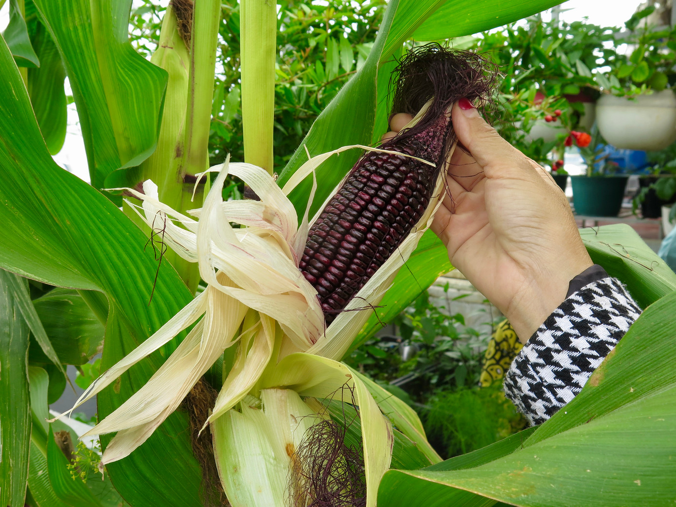 Chị còn trồng bắp tím để nấu sữa tại nhà cho con. Ảnh: Ngọc Thắm.