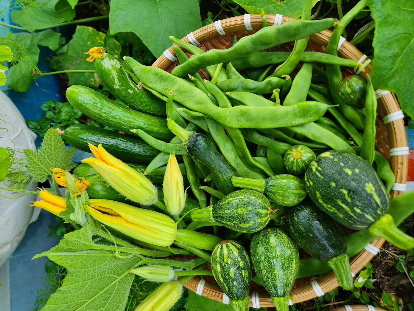 Rau củ xanh mướt quanh năm nên chị không cần phải đi chợ mua thực phẩm xanh nữa. Ảnh: NVCC.