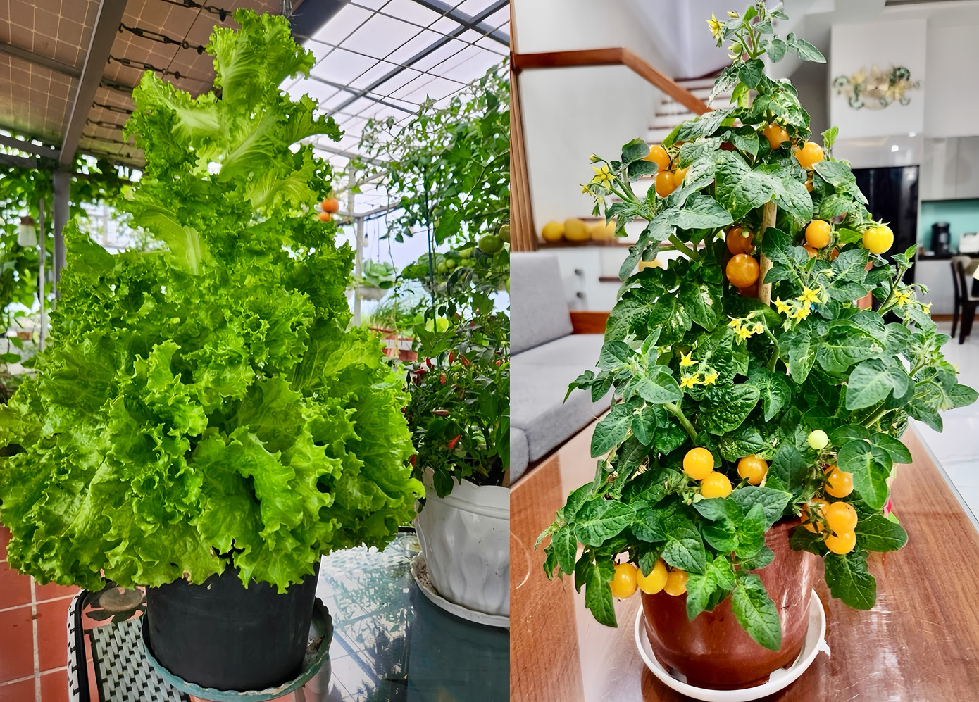 Với những cây đẹp, chị chọn làm tiểu cảnh để trang trí nhà thay vì mua hoa. Ảnh: NVCC.