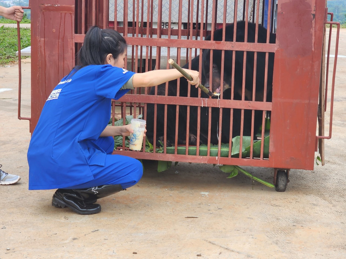 Trước đó, 2 cá thể gấu được cứu hộ từ một hộ gia đình tại xã Phụng Thượng (huyện Phúc Thọ, Hà Nội) theo hình thức tự nguyện viết đơn chuyển giao và không đòi hỏi bất cứ một nguồn kinh phí nào. Sau đó, Chi cục Kiểm lâm Hà Nội hỗ trợ mọi thủ tục bàn giao và phối hợp với Tổ chức Động vật Châu Á trong công tác cứu hộ gấu. Trước đó, 2 cá thể gấu được cứu hộ từ một hộ gia đình tại xã Phụng Thượng (huyện Phúc Thọ, Hà Nội) theo hình thức tự nguyện viết đơn chuyển giao và không đòi hỏi bất cứ một nguồn kinh phí nào. Sau đó, Chi cục Kiểm lâm Hà Nội hỗ trợ mọi thủ tục bàn giao và phối hợp với Tổ chức Động vật Châu Á trong công tác cứu hộ gấu.