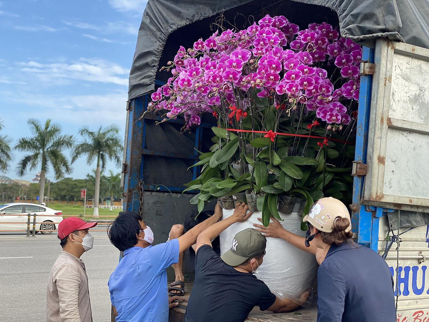 Anh Liêm (ở quận Hải Châu, Đà Nẵng), chủ kinh doanh lan cảnh trên đường 2/9, chia sẻ: “Dù đã cận Tết nhưng cây và hoa cảnh bán khá chậm. Mọi năm, tầm này cửa hàng bán ra khoảng 20 chậu/ngày, thế nhưng năm nay, mỗi ngày tôi cũng chỉ bán được khoảng 10 cây, ít hơn nhiều so với mọi năm. Tuy vậy, gia đình vẫn cố gắng nhập về nhiều loại lan mới so với năm ngoái, hy vọng có cái Tết đủ đầy hơn sau cả một năm vất vả”. Trong ảnh: Dù dịch, nhưng hoa lan khủng có giá từ 70-80 triệu vẫn được nhập về. Anh Liêm (ở quận Hải Châu, Đà Nẵng), chủ kinh doanh lan cảnh trên đường 2/9, chia sẻ: “Dù đã cận Tết nhưng cây và hoa cảnh bán khá chậm. Mọi năm, tầm này cửa hàng bán ra khoảng 20 chậu/ngày, thế nhưng năm nay, mỗi ngày tôi cũng chỉ bán được khoảng 10 cây, ít hơn nhiều so với mọi năm. Tuy vậy, gia đình vẫn cố gắng nhập về nhiều loại lan mới so với năm ngoái, hy vọng có cái Tết đủ đầy hơn sau cả một năm vất vả”. Trong ảnh: Dù dịch, nhưng hoa lan khủng có giá từ 70-80 triệu vẫn được nhập về.