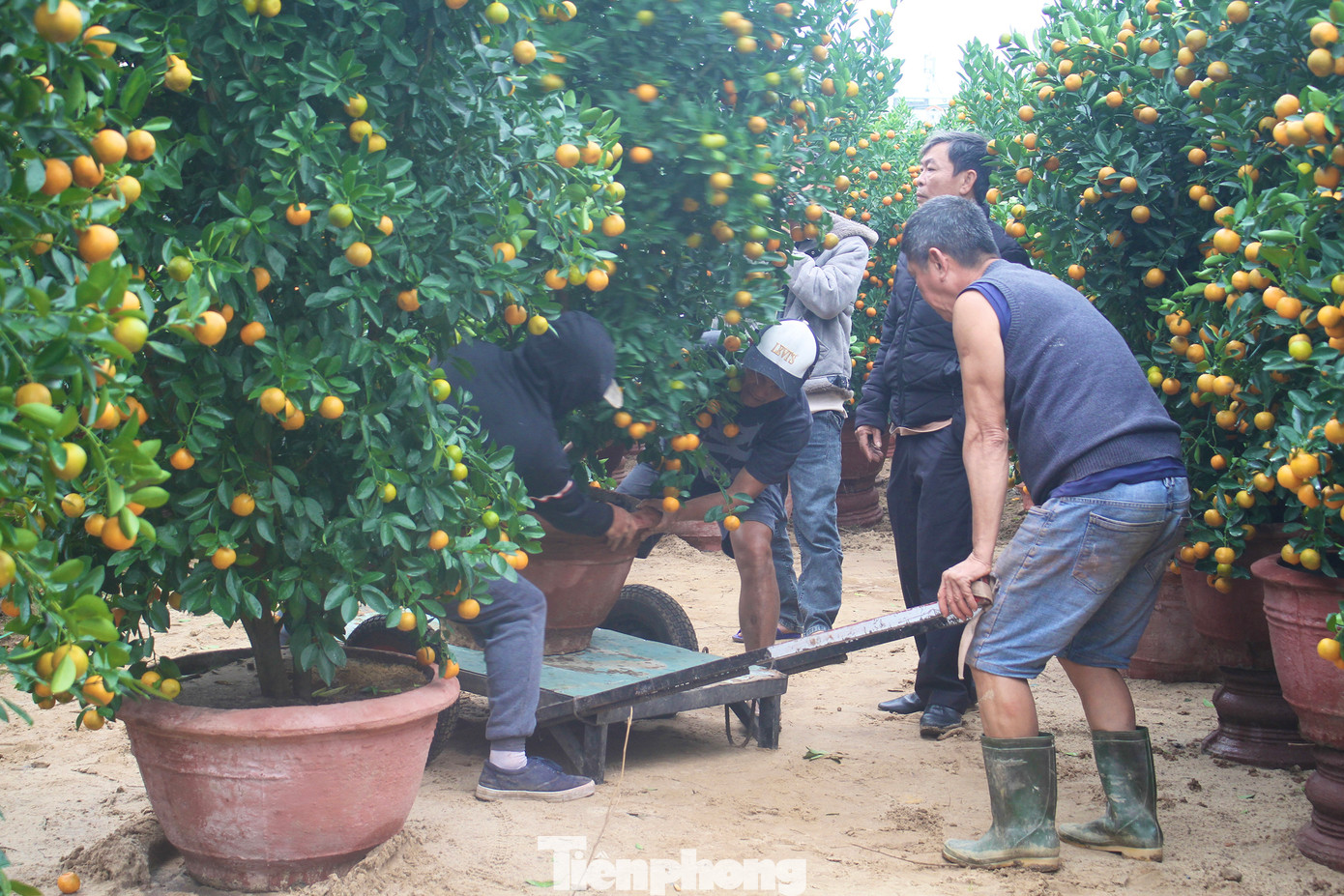 Ai nấy đều hy vọng lượng khách mua hoa, cây cảnh sẽ tiếp tục đông hơn trong những ngày tới, để có thêm thu nhập và chuẩn bị cho một cái Tết Nguyên đán ấm no, đủ đầy. Ảnh: Hữu Tùng.