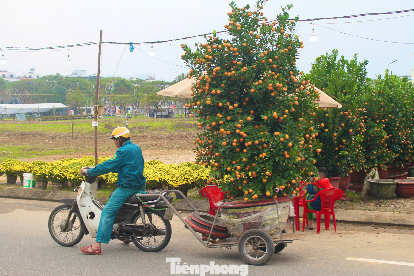 Trên chiếc xe máy của mình, ông Nguyễn Thanh Đông (52 tuổi, trú tại phường Xuân Hòa, quận Cẩm Lệ) cho hay, mỗi chuyến xe ông chở có giá dao động từ 200.000 đồng - 300.000 đồng, tùy thuộc vào kích thước cây và khoảng cách giao hàng. Ảnh: Hữu Tùng