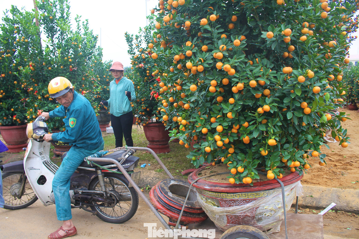 Trên chiếc xe máy của mình, ông Nguyễn Thanh Đông (52 tuổi, trú tại phường Xuân Hòa, quận Cẩm Lệ) cho hay, mỗi chuyến xe ông chở có giá dao động từ 200.000 đồng - 300.000 đồng, tùy thuộc vào kích thước cây và khoảng cách giao hàng. Ảnh: Hữu Tùng