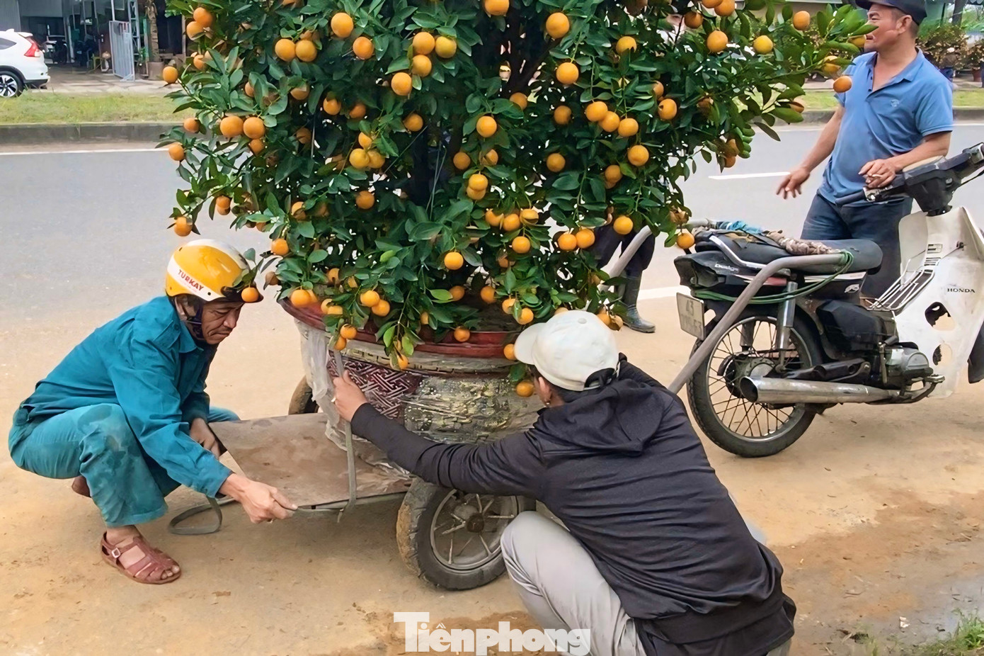 Trên chiếc xe máy của mình, ông Nguyễn Thanh Đông (52 tuổi, trú tại phường Xuân Hòa, quận Cẩm Lệ) cho hay, mỗi chuyến xe ông chở có giá dao động từ 200.000 đồng - 300.000 đồng, tùy thuộc vào kích thước cây và khoảng cách giao hàng. Ảnh: Hữu Tùng