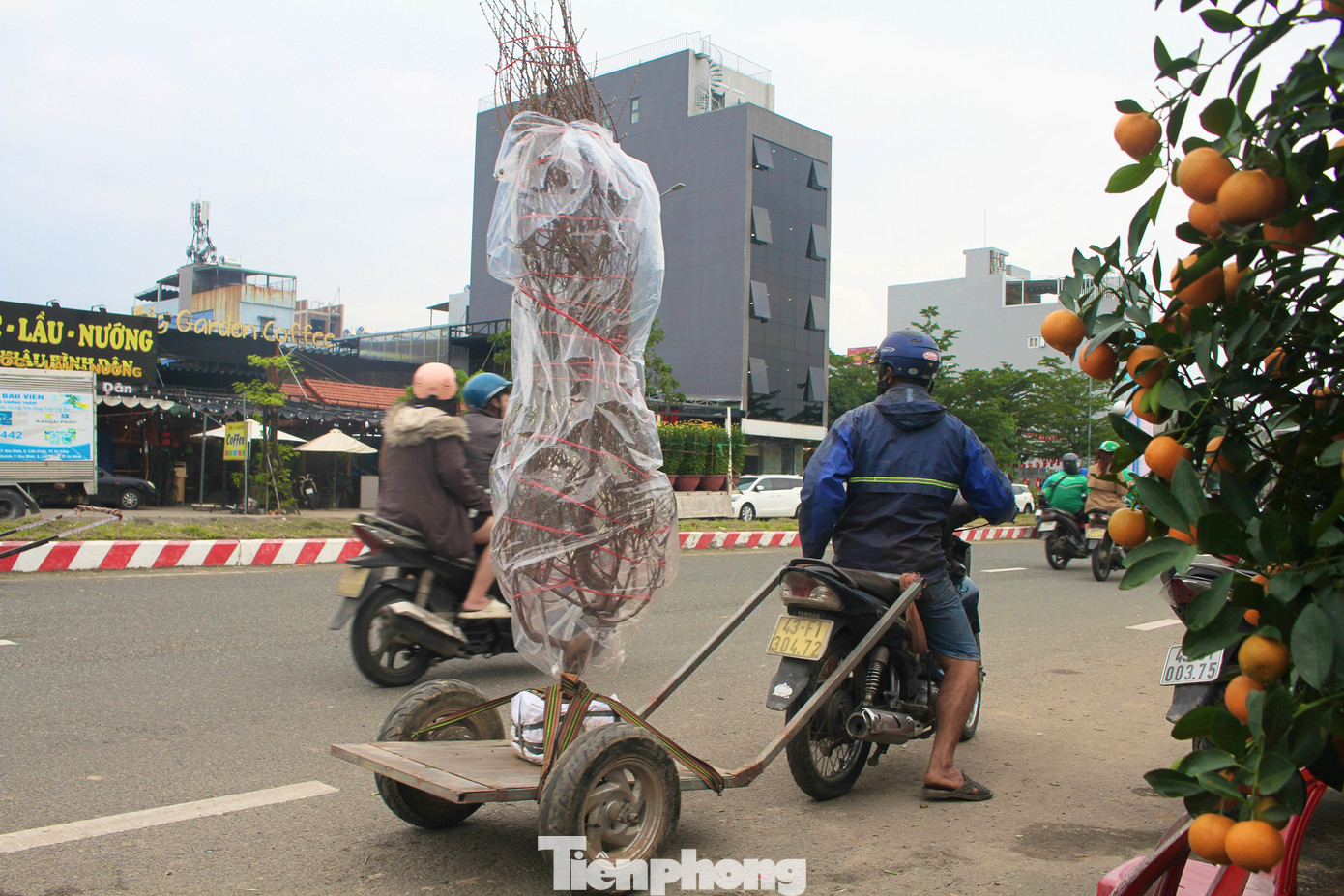 Đa số những người làm dịch vụ chở cây cảnh Tết thuê đều là công nhân, thợ hồ,… tranh thủ làm thêm để kiếm tiền tiêu Tết. Ảnh: Hữu Tùng