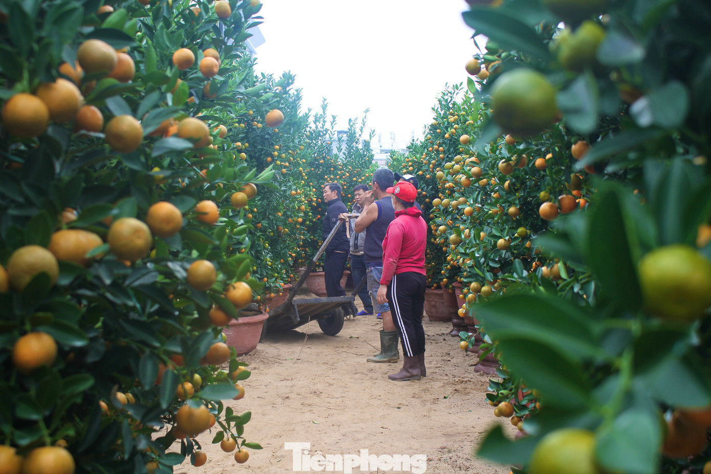 Giáp Tết, các tiểu thương mang hoa cảnh, quất cảnh xuống đường. Nhiều lao động tự do trên địa bàn Đà Nẵng đã nhanh chóng tận dụng cơ hội này để kiếm thêm thu nhập. Ảnh: Hữu Tùng