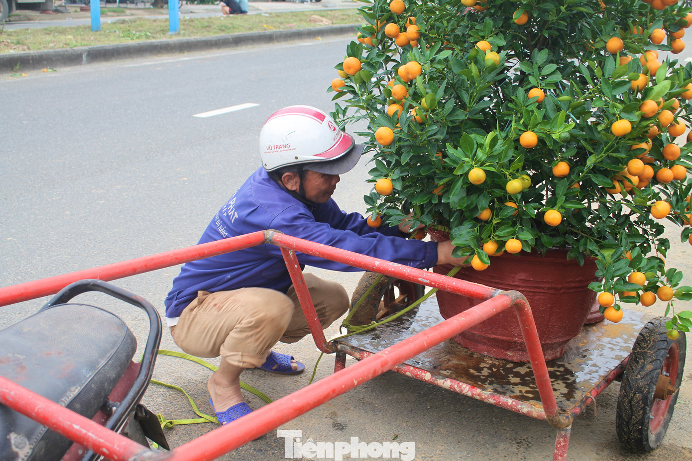 Ông Nguyễn Văn Tăng (49 tuổi, trú tại xã Hòa Liên, huyện Hòa Vang) chia sẻ, dù hoa Tết chỉ mới được mang ra bày bán nhưng đã có nhiều người mua. Ngày hôm nay, ông Tăng chở được 5 chuyến quất cảnh, thu về hơn cả triệu đồng. Ảnh: Minh Hiền