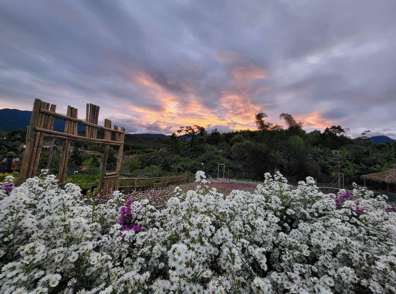 Nhiều bạn trẻ đặt chân tới đây có cảm giác như lạc vào xứ sở thần tiên bởi vẻ đẹp lãng mạn. Vườn hoa mở cửa cả tuần, giá vé 30.000 đồng/người, miễn phí cho trẻ em dưới 3 tuổi - ảnh Tài Anh Hà