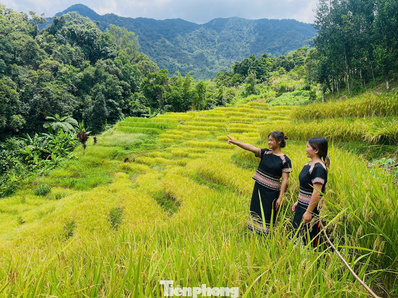 Mùa vàng trên núi Ngọc Linh đem lại niềm vui ấm no cho dân làng. Mùa vàng trên núi Ngọc Linh đem lại niềm vui ấm no cho dân làng.