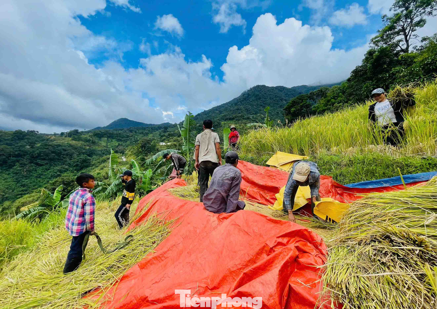 Có ngày ruộng nhà ông Dem phải mượn tới 35 người cùng đi gặt. Có ngày ruộng nhà ông Dem phải mượn tới 35 người cùng đi gặt.