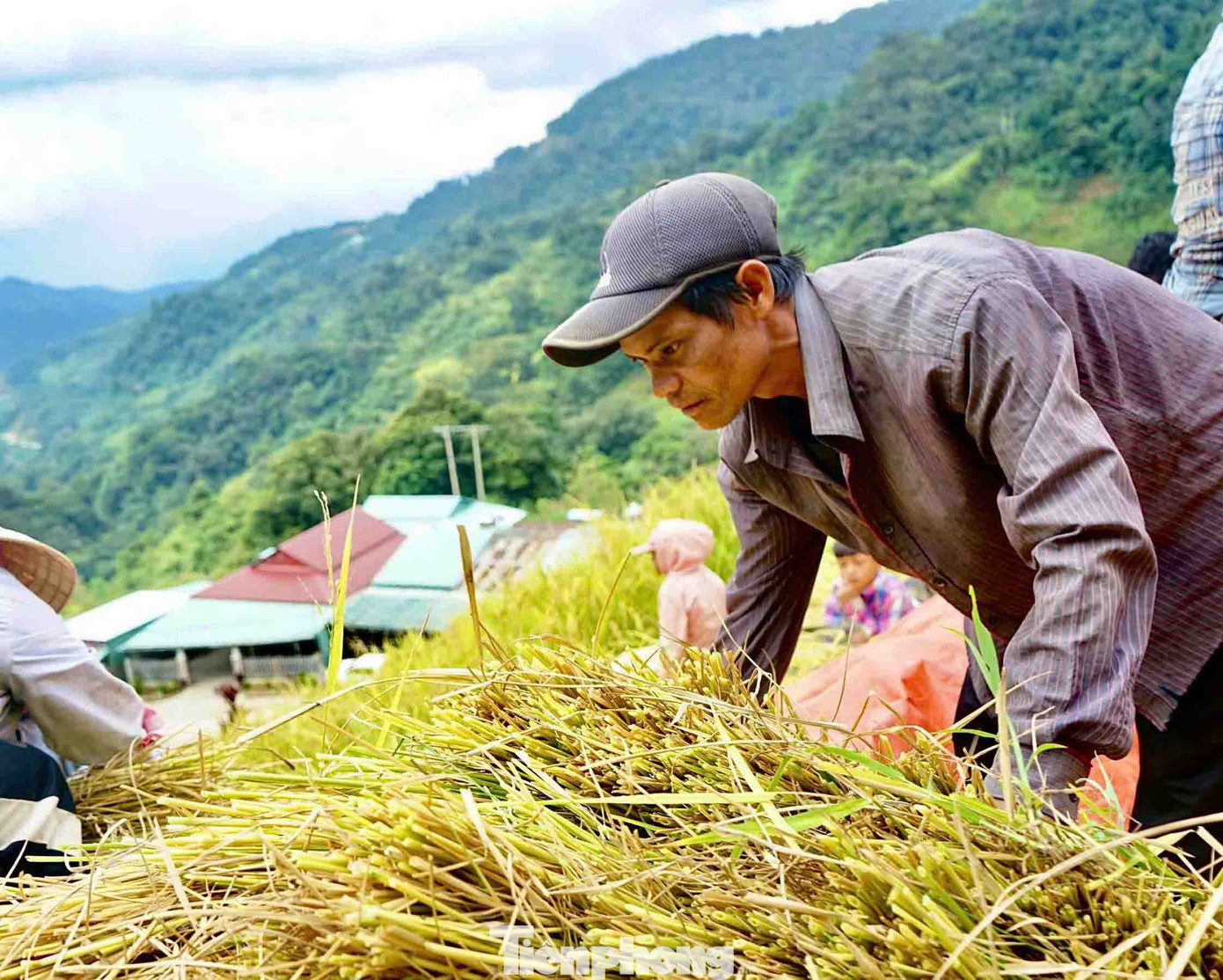 “Năm nay ruộng nhà mình cũng như bà con lúa tốt và được mùa, bà con nơi đây thấy rất là vui và phấn khởi, không phải lo thiếu lúa do mất mùa như năm trước”, ông Hồ Văn Dem cho biết. “Năm nay ruộng nhà mình cũng như bà con lúa tốt và được mùa, bà con nơi đây thấy rất là vui và phấn khởi, không phải lo thiếu lúa do mất mùa như năm trước”, ông Hồ Văn Dem cho biết.