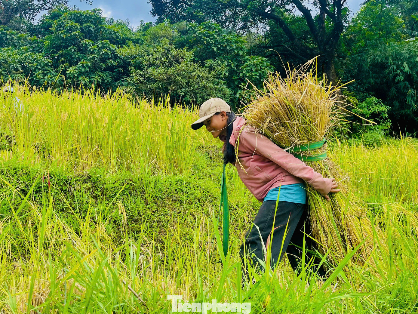 Các em nhỏ với đôi chân thoăn thoắt cõng lúa băng qua những thửa ruộng bậc thang như đã quen với công việc này từ lâu. Các em nhỏ với đôi chân thoăn thoắt cõng lúa băng qua những thửa ruộng bậc thang như đã quen với công việc này từ lâu.