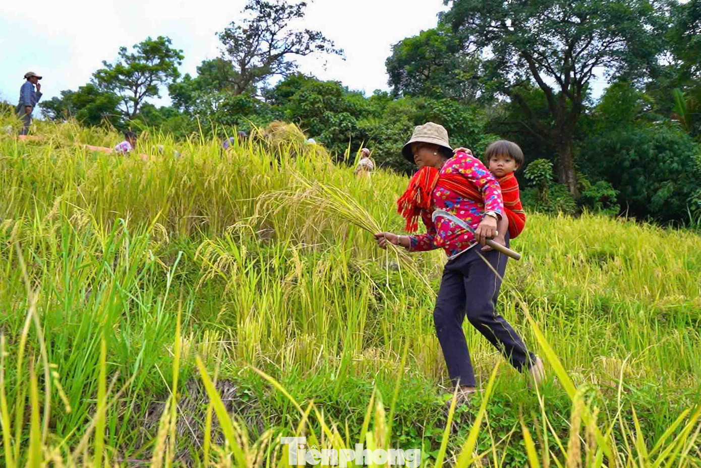 Ngày mùa bận rộn, những em bé cũng được mẹ cõng theo trên lưng lên nương gặt lúa. Ngày mùa bận rộn, những em bé cũng được mẹ cõng theo trên lưng lên nương gặt lúa.