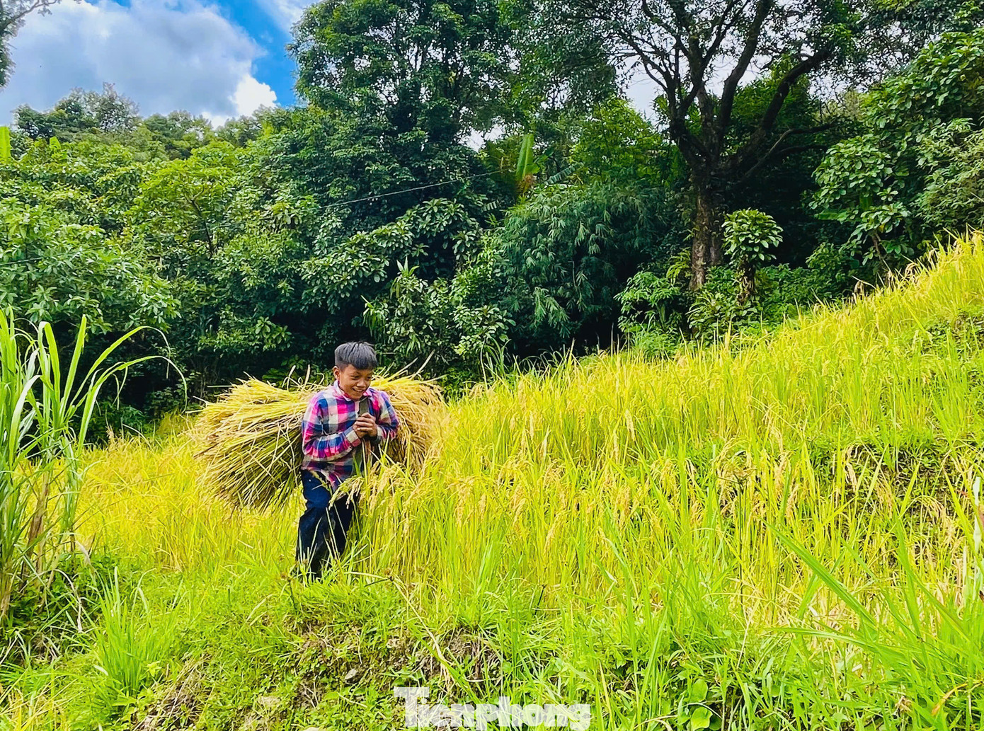 Các em nhỏ với đôi chân thoăn thoắt cõng lúa băng qua những thửa ruộng bậc thang như đã quen với công việc này từ lâu. Các em nhỏ với đôi chân thoăn thoắt cõng lúa băng qua những thửa ruộng bậc thang như đã quen với công việc này từ lâu.