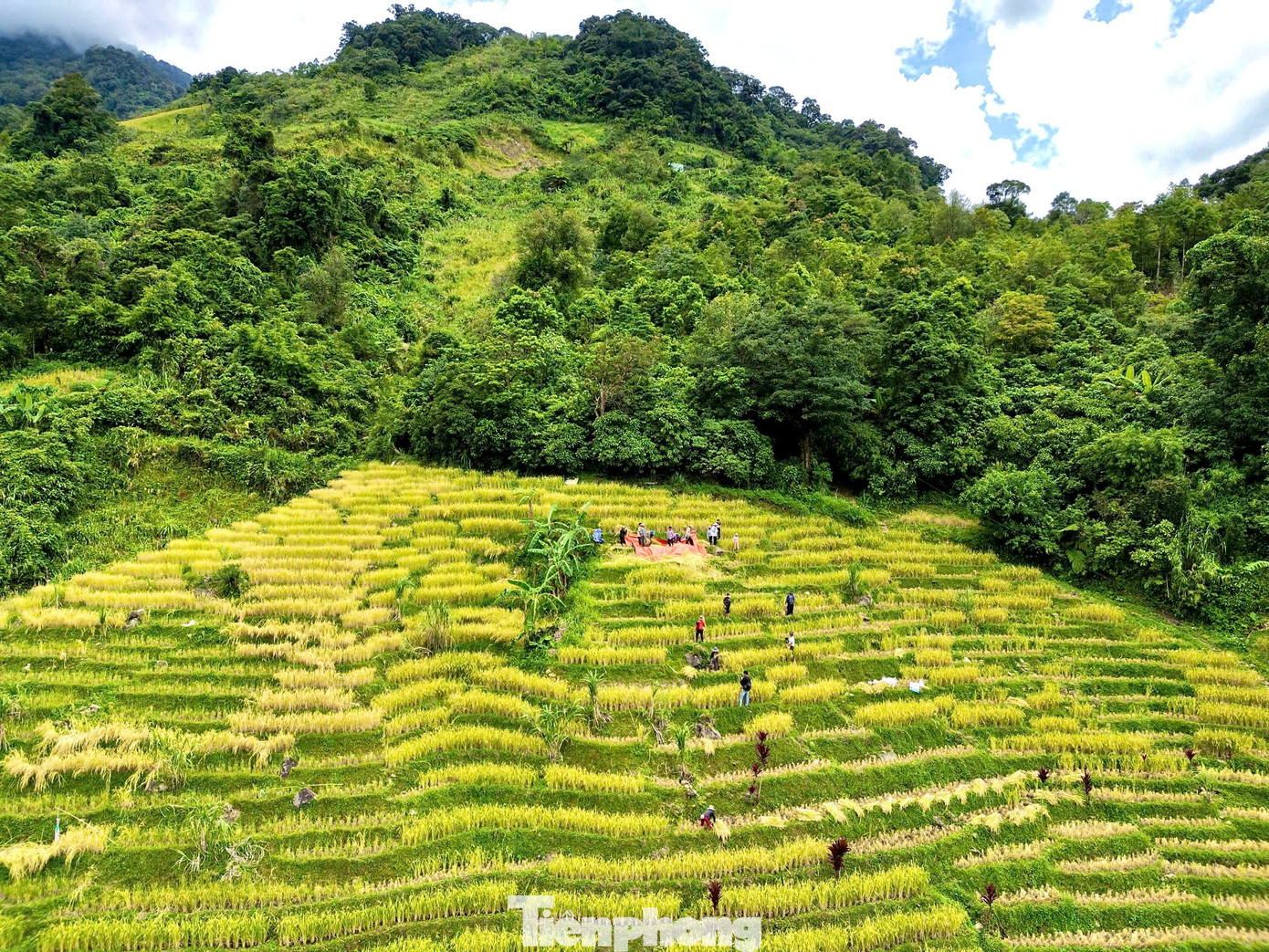 Những thửa ruộng bậc thang chín vàng tô thêm sắc màu cho núi rừng Nam Trà My Những thửa ruộng bậc thang chín vàng tô thêm sắc màu cho núi rừng Nam Trà My