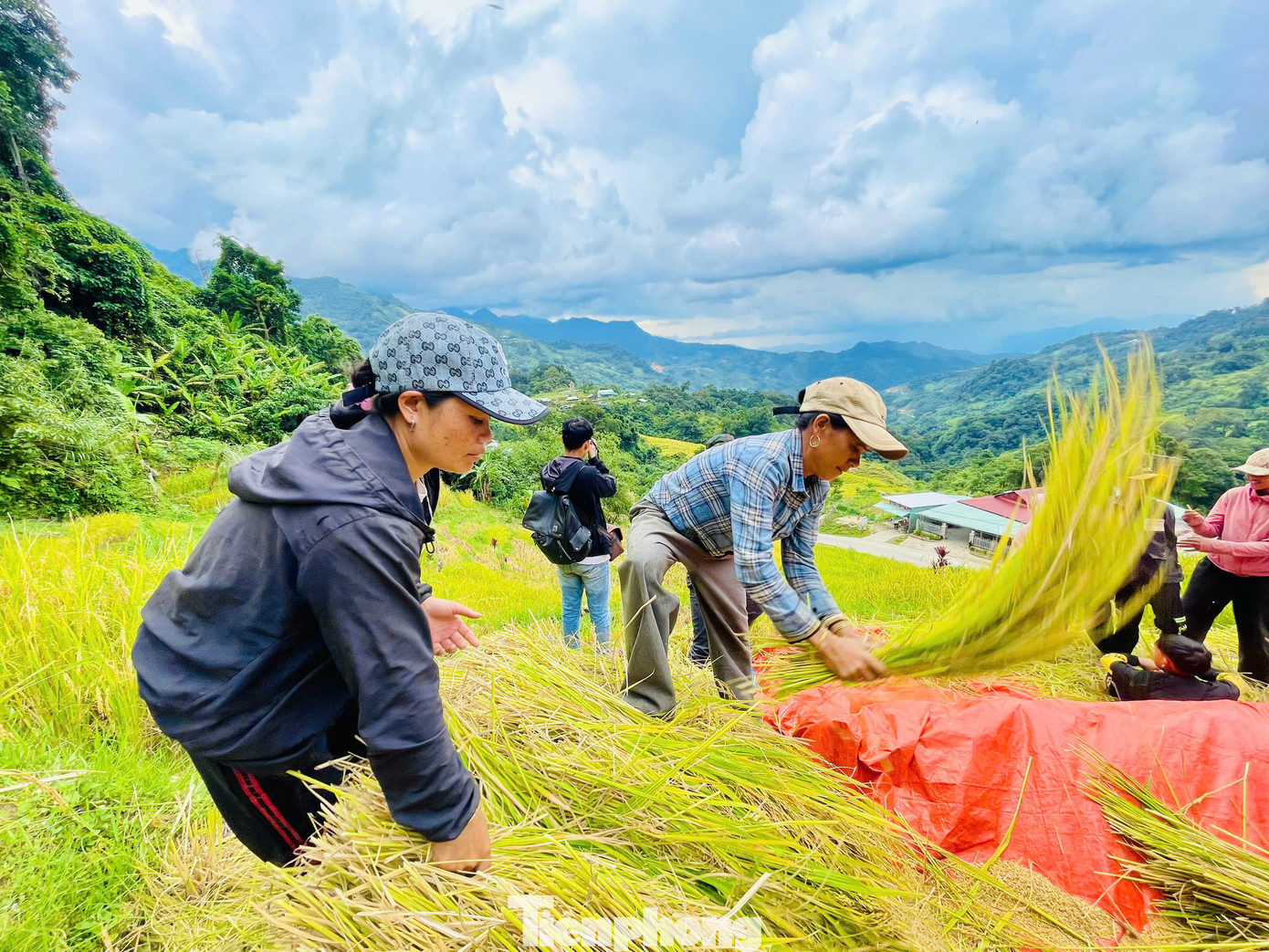 Sau khi gặt xong ruộng nhà mình, chị Hồ Thị Nốc (xã Trà Linh) cũng tranh thủ đi gặt đổi công. Sau khi gặt xong ruộng nhà mình, chị Hồ Thị Nốc (xã Trà Linh) cũng tranh thủ đi gặt đổi công.