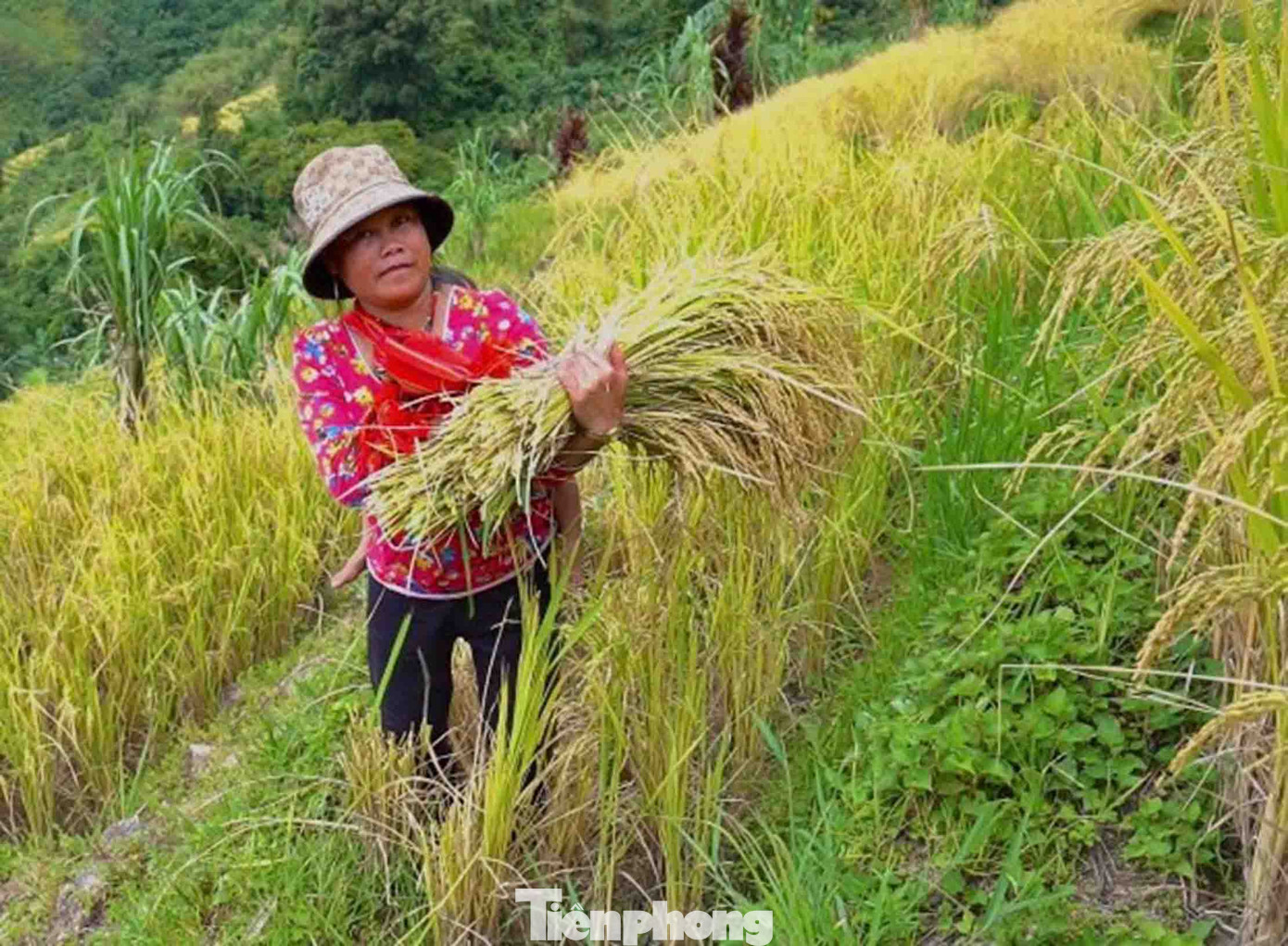 Qua đôi tay thoăn thoắt của các bà, các mẹ, những cây lúa đã được cắt thành từng bó ngay ngắn. Qua đôi tay thoăn thoắt của các bà, các mẹ, những cây lúa đã được cắt thành từng bó ngay ngắn.