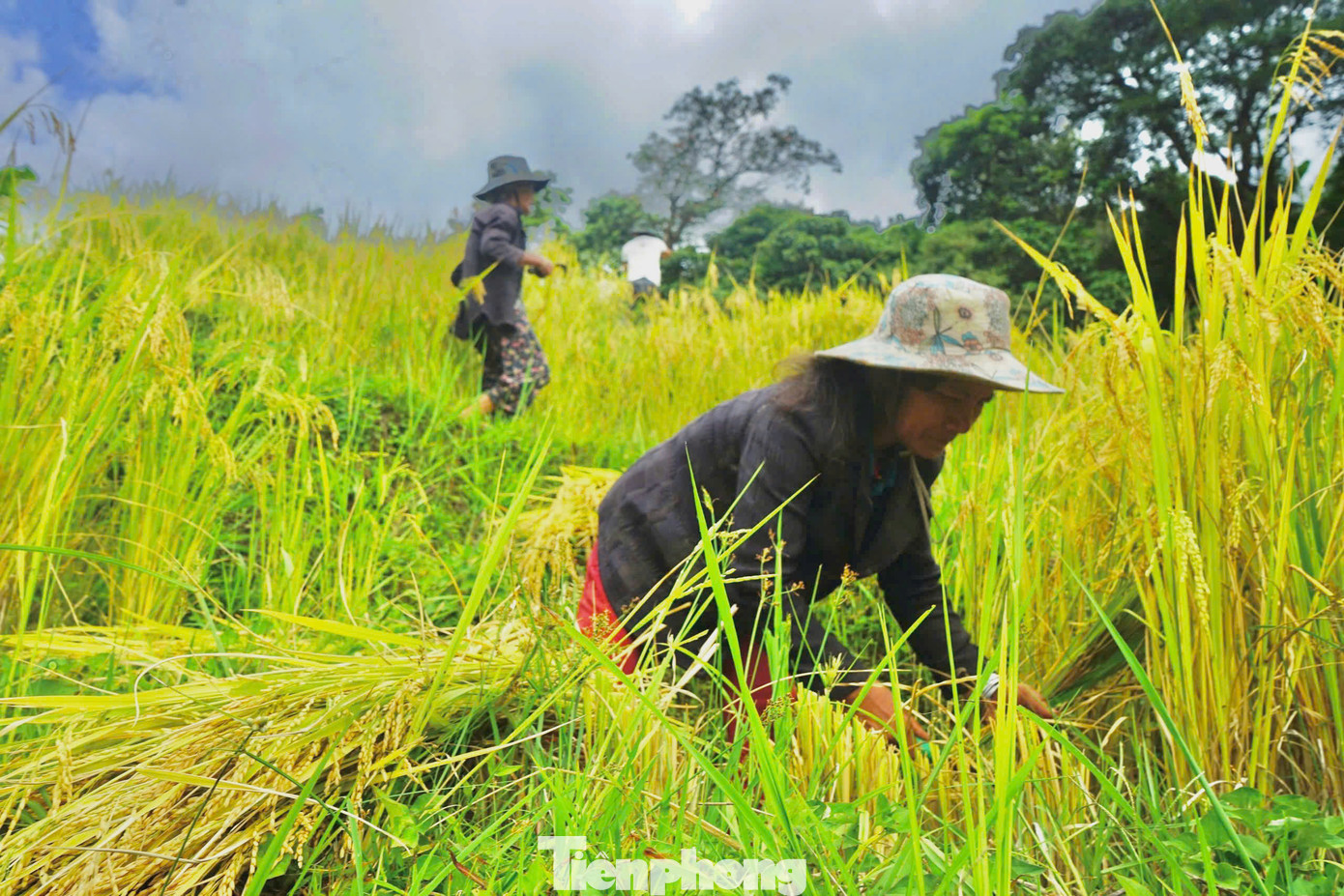 Qua đôi tay thoăn thoắt của các bà, các mẹ, những cây lúa đã được cắt thành từng bó ngay ngắn. Qua đôi tay thoăn thoắt của các bà, các mẹ, những cây lúa đã được cắt thành từng bó ngay ngắn.