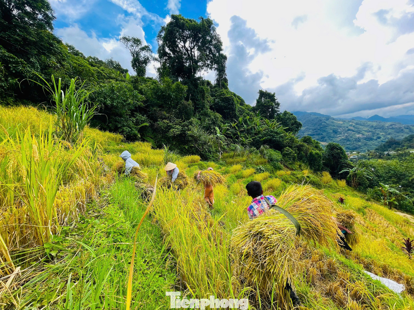 Những bó lúa từ các khoảng nương rẫy sẽ được cõng về một địa điểm để tuốt hạt. Những bó lúa từ các khoảng nương rẫy sẽ được cõng về một địa điểm để tuốt hạt.